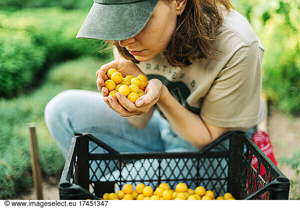 Woman picking mini yellow plums