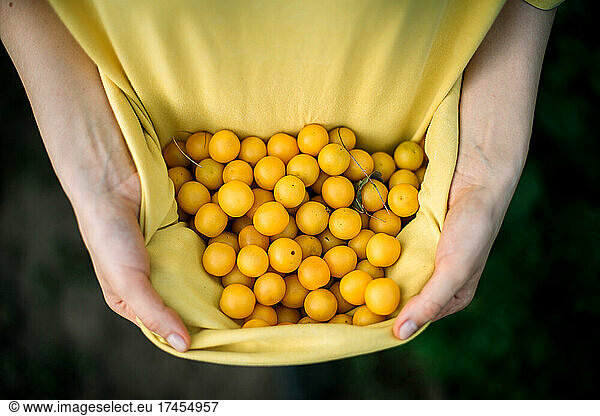 Woman picking mini yellow plums