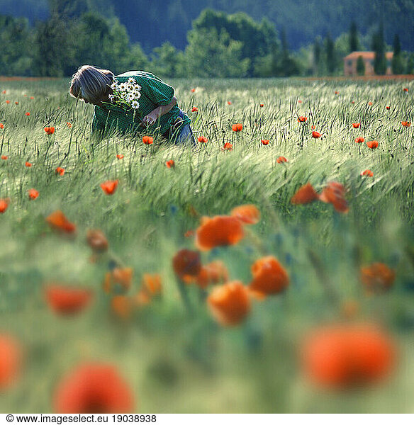 Woman picking poppies