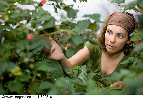 Woman picking raspberries