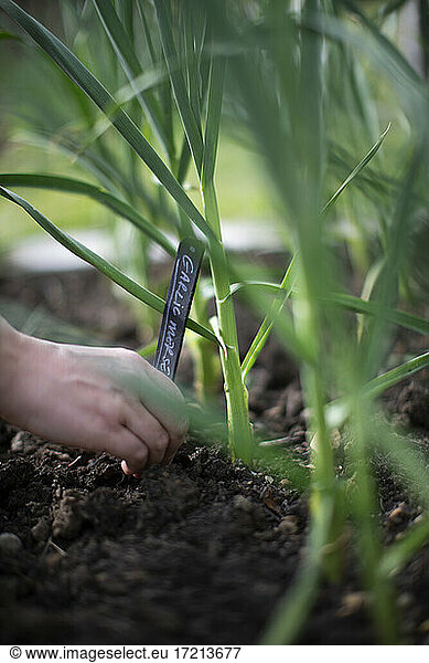 Woman placing label in dirt at garlic plant growing in garden