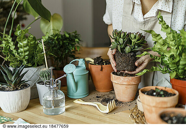 Woman planting in pot on table at home