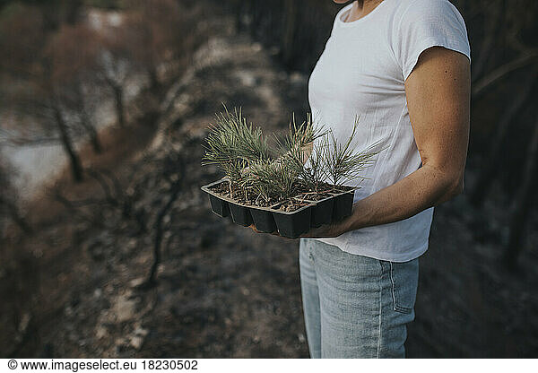 Woman planting pine seedlings in burnt forest