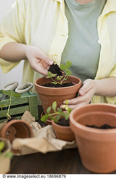 Woman planting strawberry seedlings in flower pot