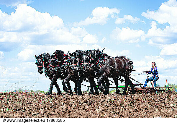 Woman plowing a field with a team of four black Percheron horses.