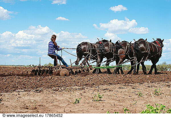 Woman plowing a field with a team of four black Percheron horses.