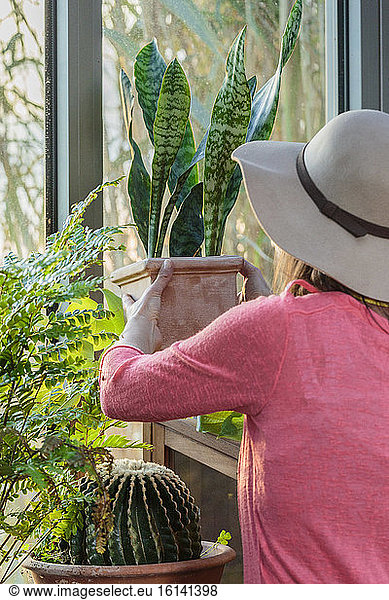 Woman positioning a houseplant hotpot in the light  near a glazing  in winter.