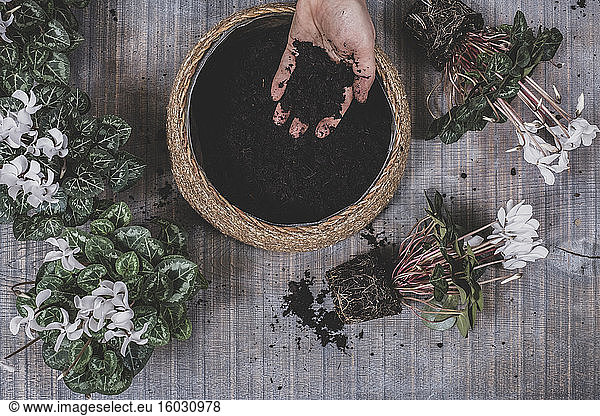 Woman potting up a large bowl with white flowering cyclamen plants.
