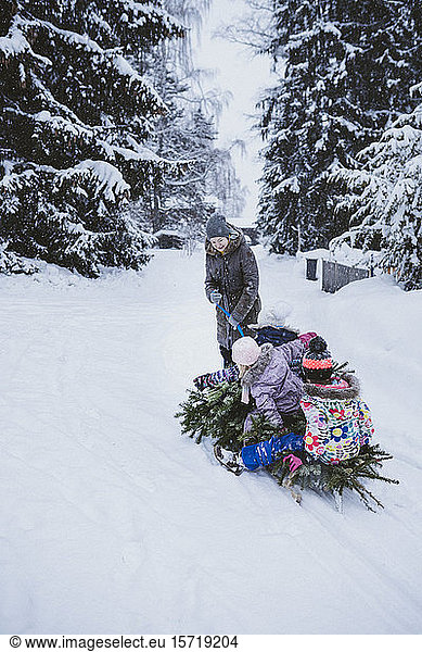 Woman pulling fir tree and three children on sledge Woman pulling fir ...