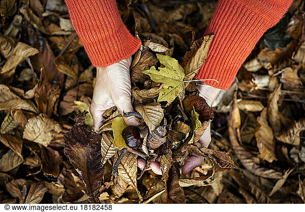 Woman's hand holding autumn leaves