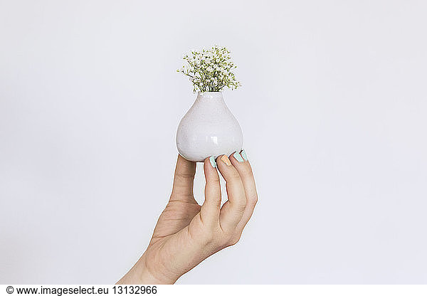 Woman's hand holding flower vase against white background