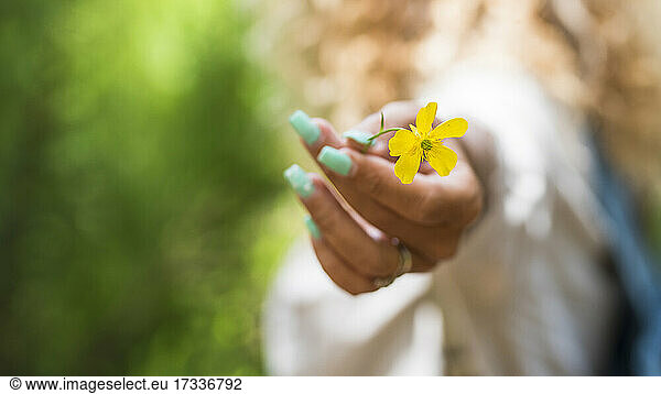 Woman's hand holding yellow flower