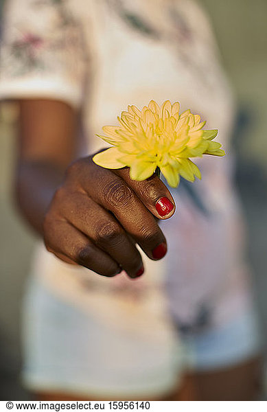 Woman's hand holding yellow flower  close-up