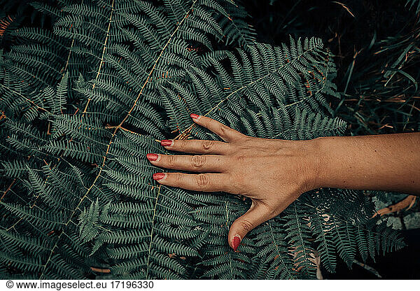 Woman's hand is touching fern