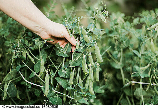 Woman's hand picking peas  close-up