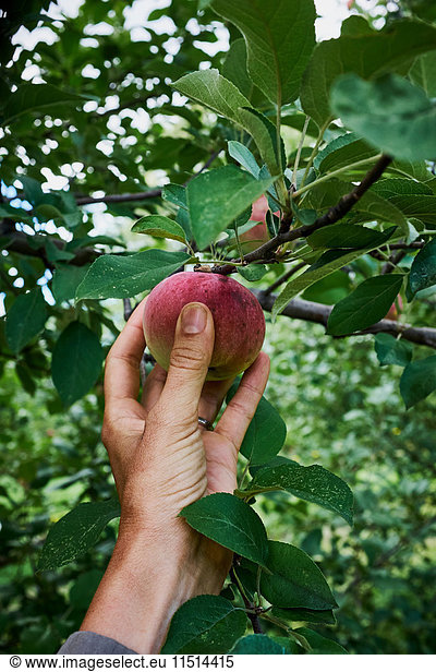 Woman's hand reaching to pick red apple from apple tree