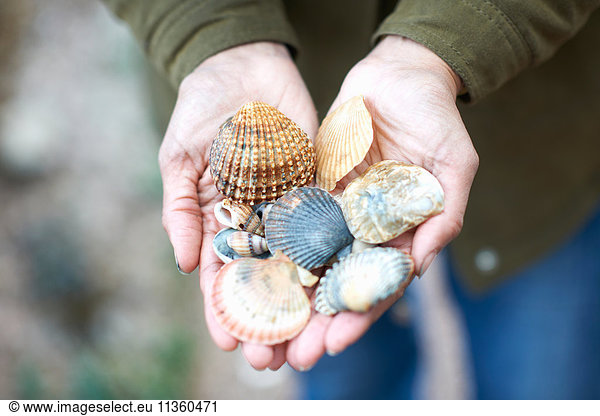 Woman's hands holding seashells  Devon  UK