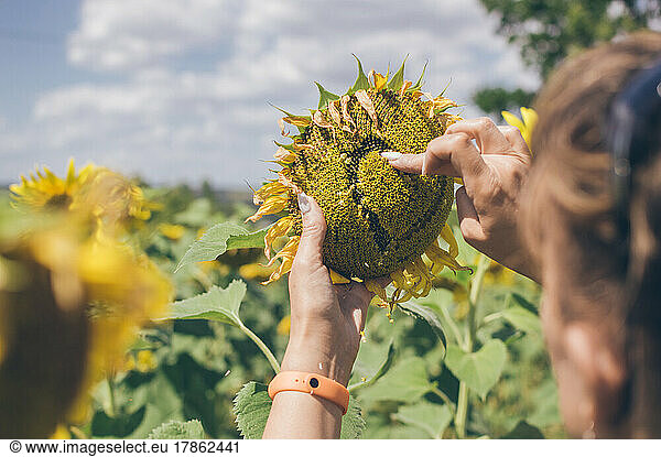 Woman's hands with bracelets draw heart on sunflower
