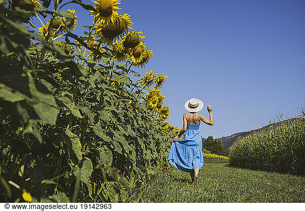 Woman spending leisure time in sunflower field at sunny day