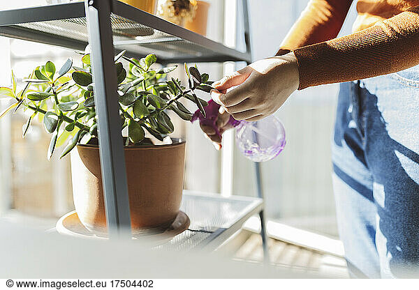 Woman spraying water on potted plant at home