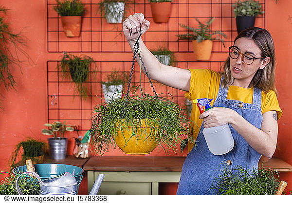 Woman spraying water on Rhipsalis plant on her terrace