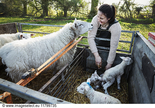 Woman standing beside a trailer with two ewes and three newborn lambs.