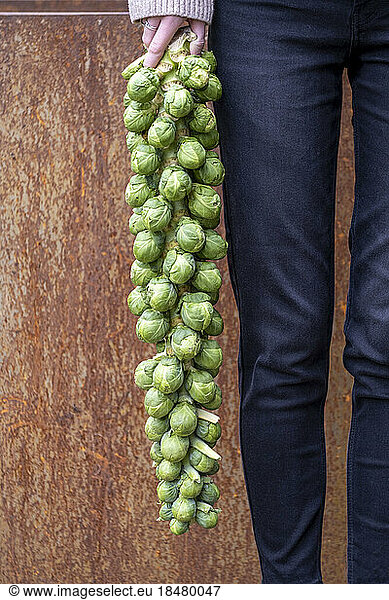 Woman standing with brussels sprouts