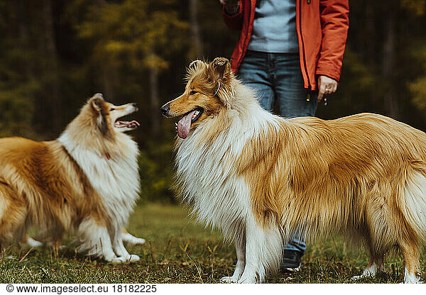 Woman standing with collie dogs at park