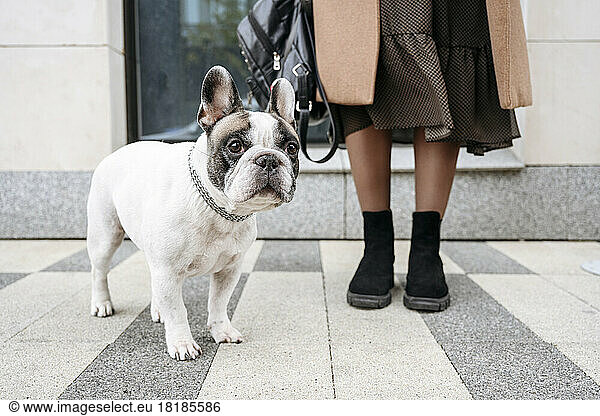 Woman standing with french bulldog at footpath