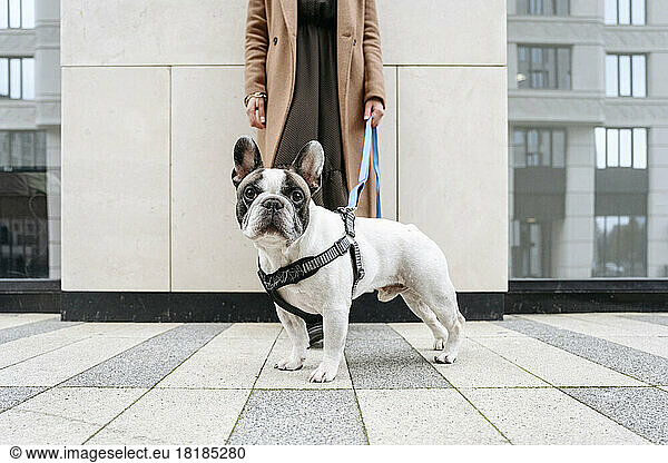 Woman standing with French bulldog on footpath