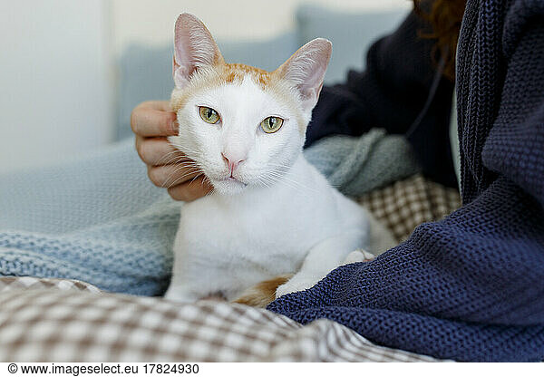 Woman stroking cat sitting on bed at home