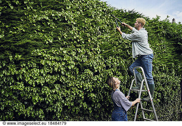 Woman supporting ladder with boyfriend pruning hedge