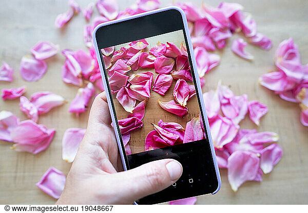 Woman taking photos with mobile to pink rose petals on a wooden table