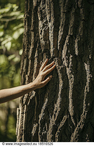 Woman touching bark of tree at sunny day