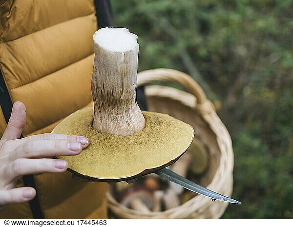 Woman touching king bolete mushroom in forest