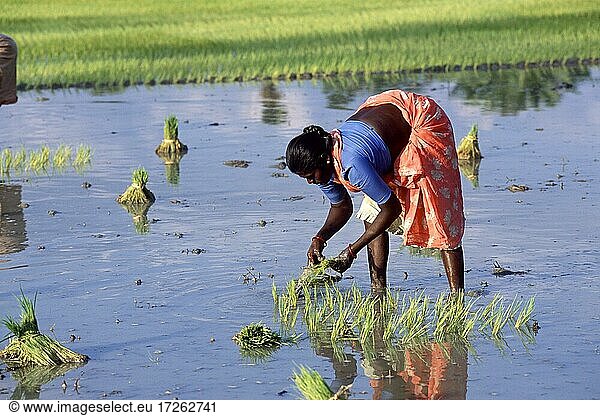 Woman transplanting rice plants  rice cultivation  Tamil Nadu  India  Asia