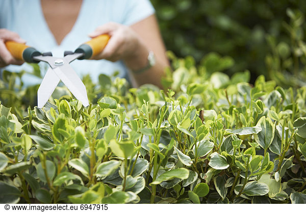Woman Trimming Hedge