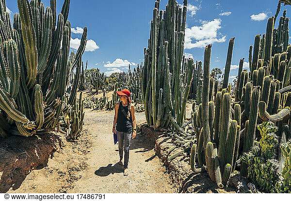 Woman walking among cacti in sunny desert  Australia