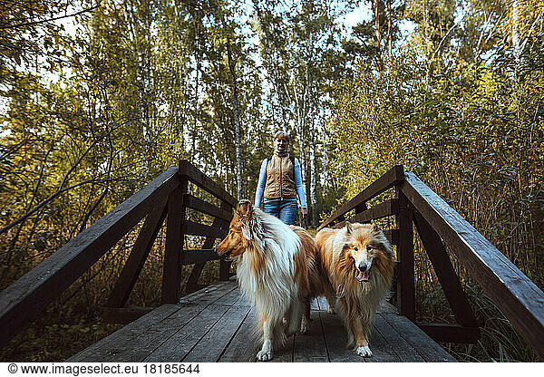 Woman walking on bridge with collie dogs in park