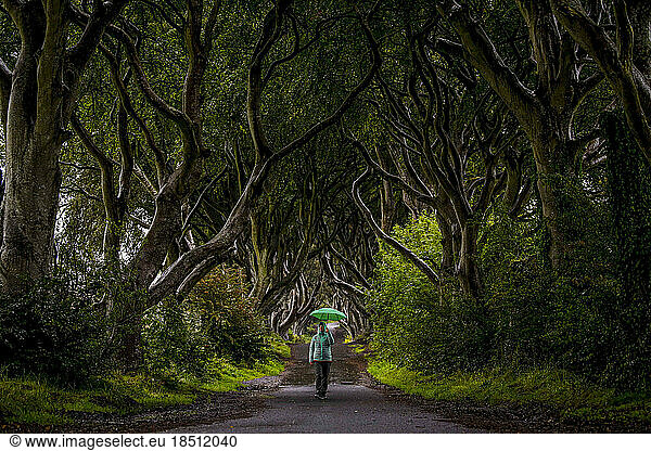Woman walks with umbrella in tree lined road.