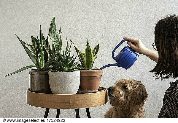 Woman watering houseplants  dog watching  Germany  Europe