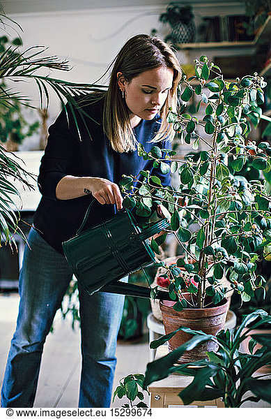 Woman watering potted plant on stool at home