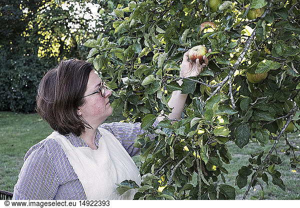 Woman wearing apron and glasses picking red and green apple from a tree.