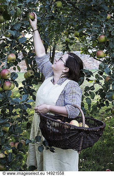 Woman wearing apron holding brown wicker basket  picking apples from a tree.