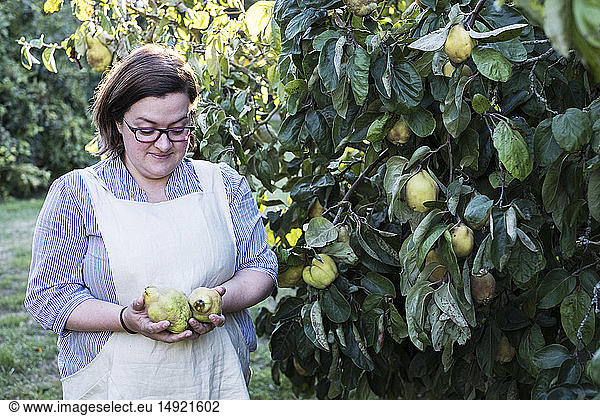 Woman wearing apron picking quinces from a tree.