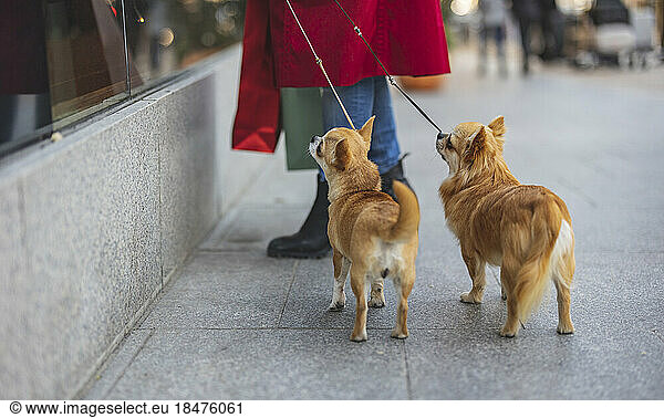 Woman with Chihuahua dogs standing on footpath outside store