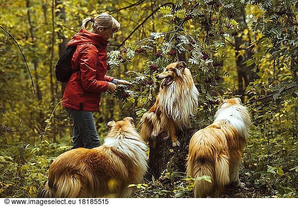 Woman with collie dogs standing by tree in forest