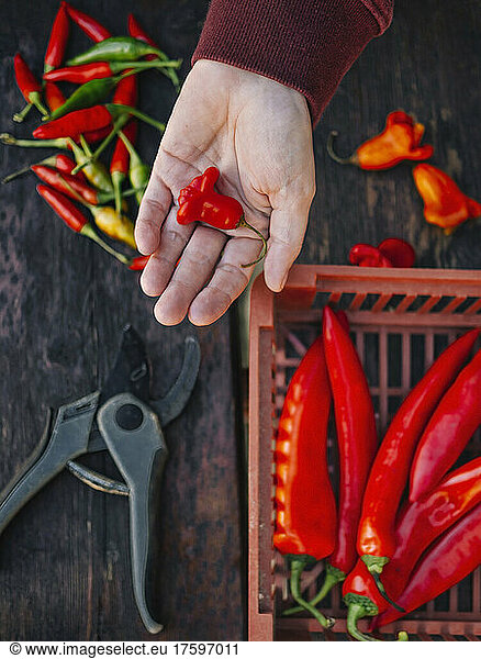 Woman with fresh red chili pepper over table