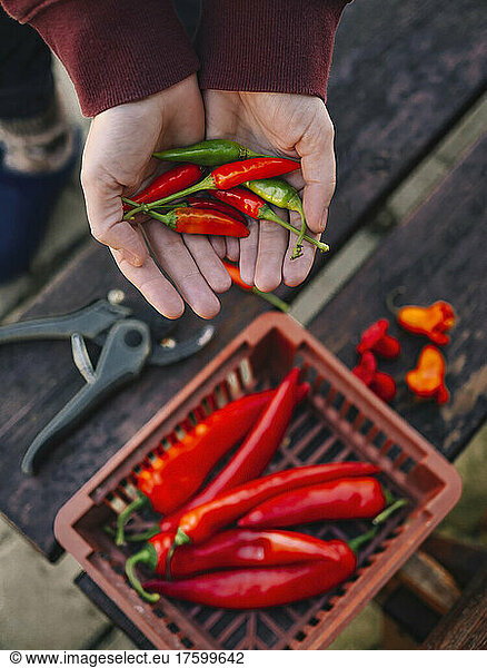 Woman with hands cupped holding chilies