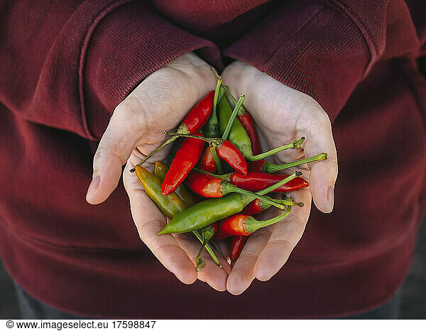 Woman with hands cupped holding fresh red and green chilies